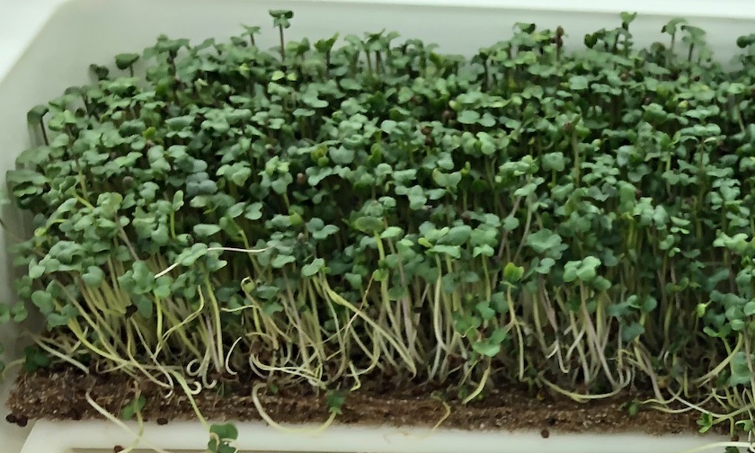 Broccoli (Tray)